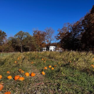 Last weekend of pumpkins and hayrides and winter squash and popcorn and pumpkin spice lattes and hot cider!! Visit us this weekend from 10-5. The weather is perfect!
