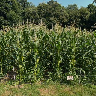 The corn patch is loving the heat. Us, not so much. We hope everyone is finding ways to keep cool this summer, we’re looking forward to breezy evenings with a pile of fresh, roasted corn in August. Grown by the acre here on the farm since the 70’s by Bill and Laura, we couldn’t resist planting a small patch in the kitchen garden this year. The low electric fence helps keep out the raccoons.