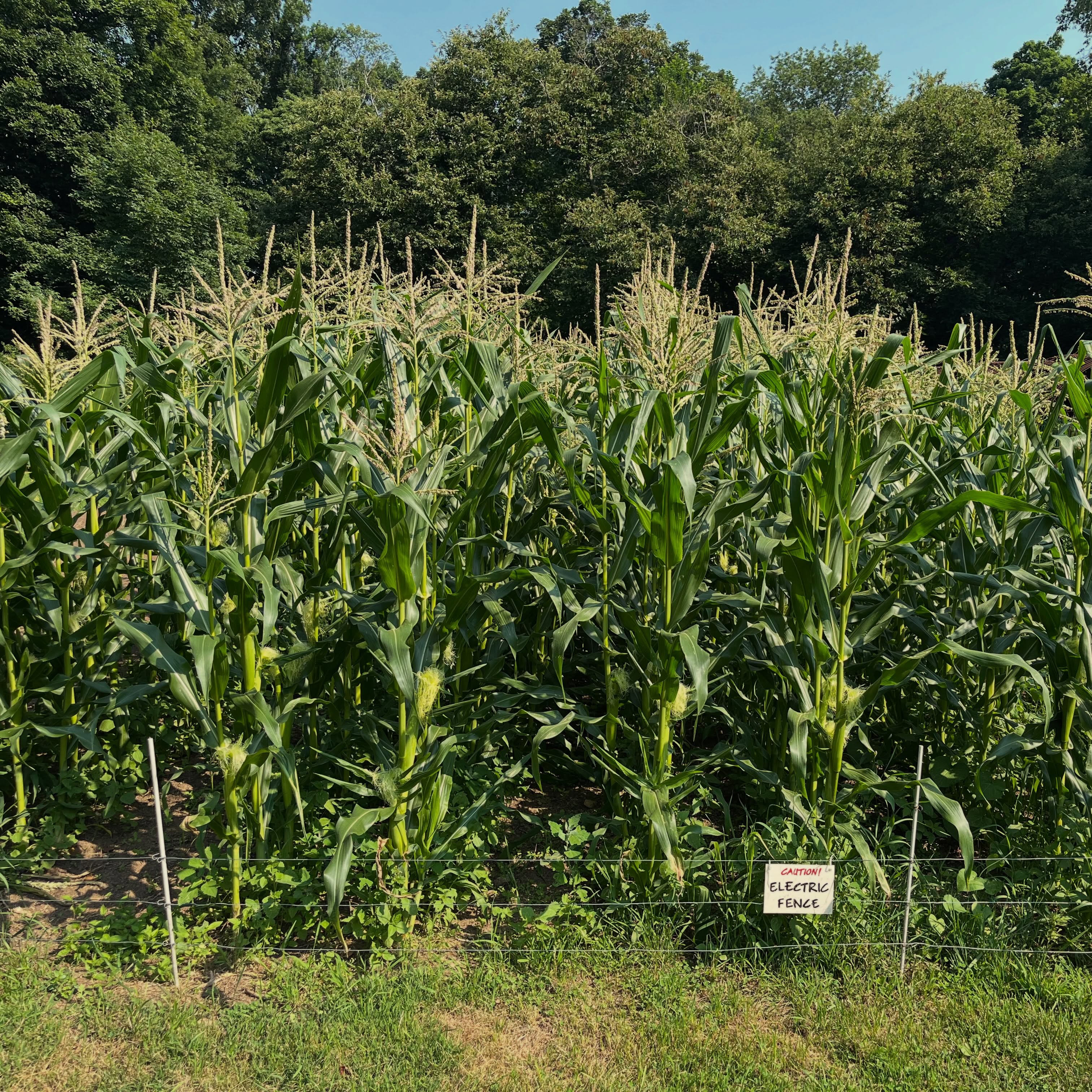 The corn patch is loving the heat. Us, not so much. We hope everyone is finding ways to keep cool this summer, we’re looking forward to breezy evenings with a pile of fresh, roasted corn in August. Grown by the acre here on the farm since the 70’s by Bill and Laura, we couldn’t resist planting a small patch in the kitchen garden this year. The low electric fence helps keep out the raccoons.